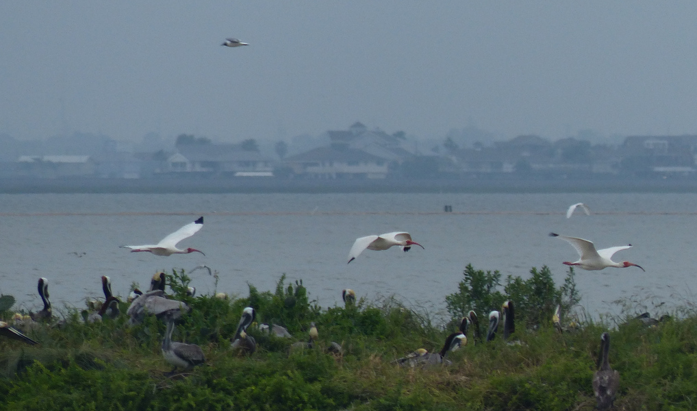 White Ibis in flight